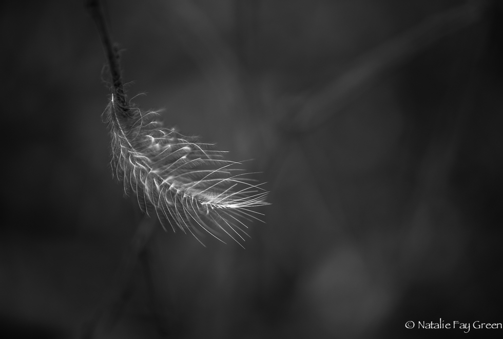 Feather (1 of 1)