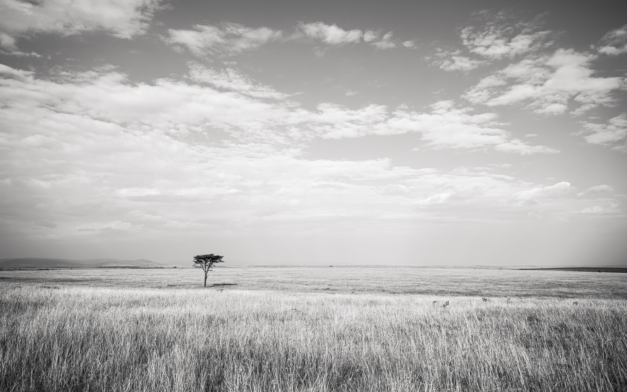 FarFar-18 one tree in the Mara North Conservancy