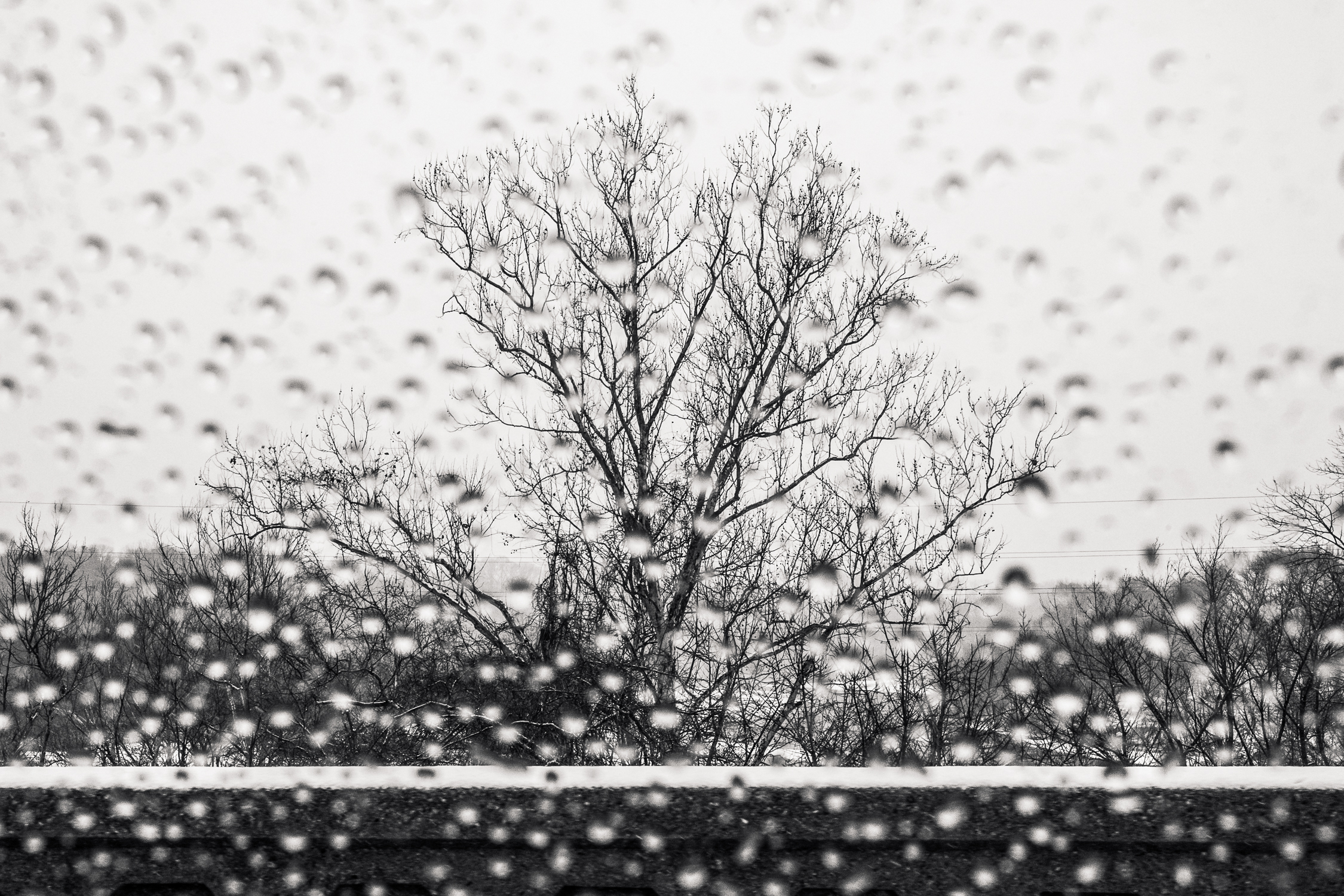FarFar-3 tree through rainy window