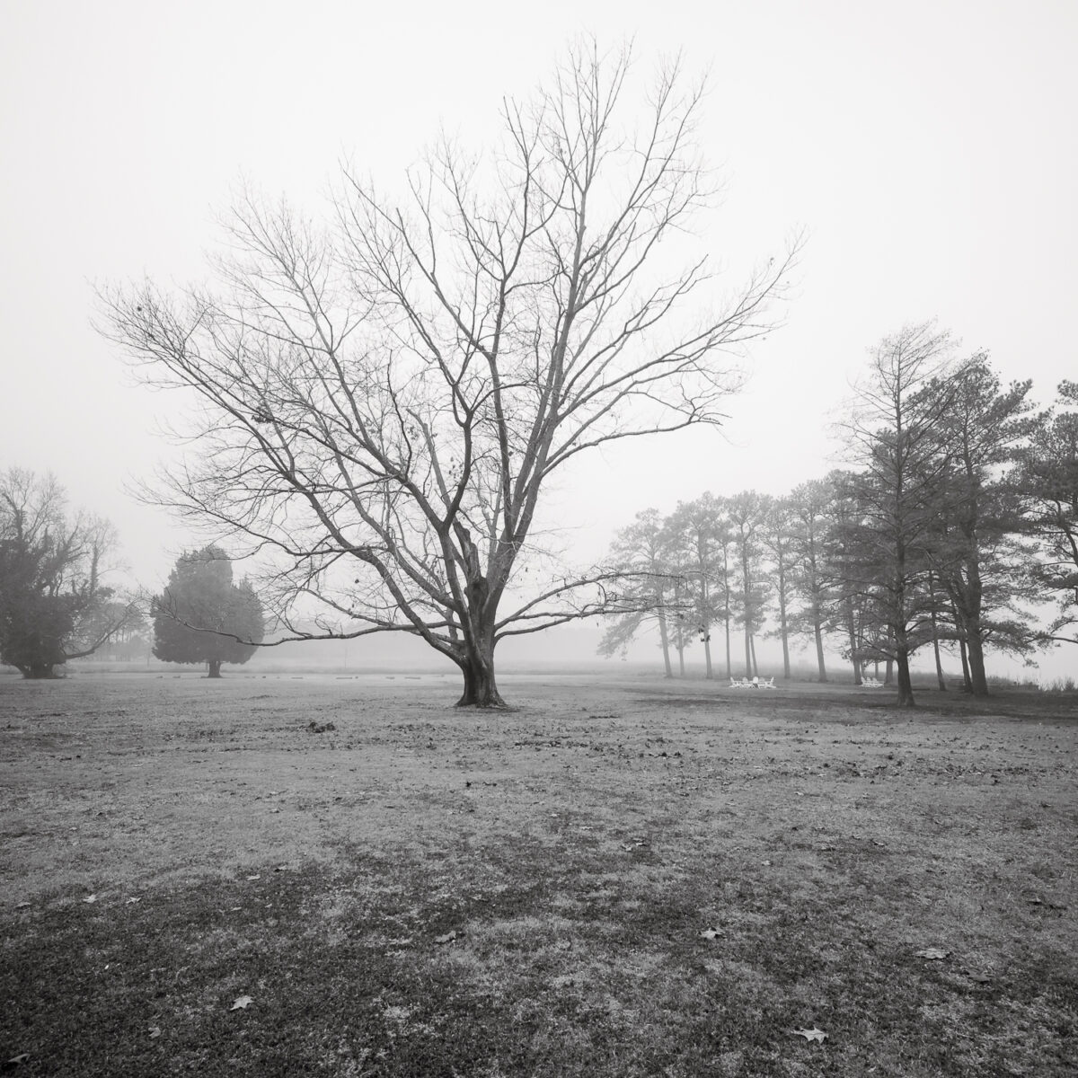 tree in winter on maryland eastern shore