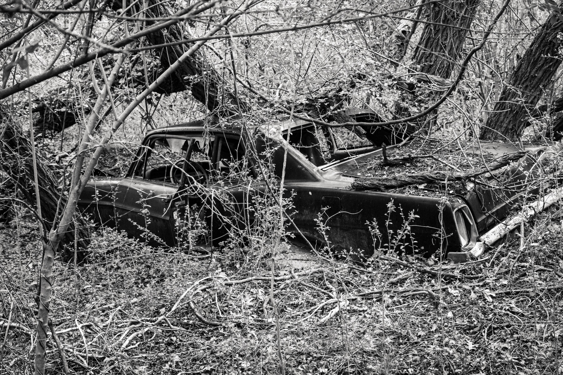 car being claimed by the forest