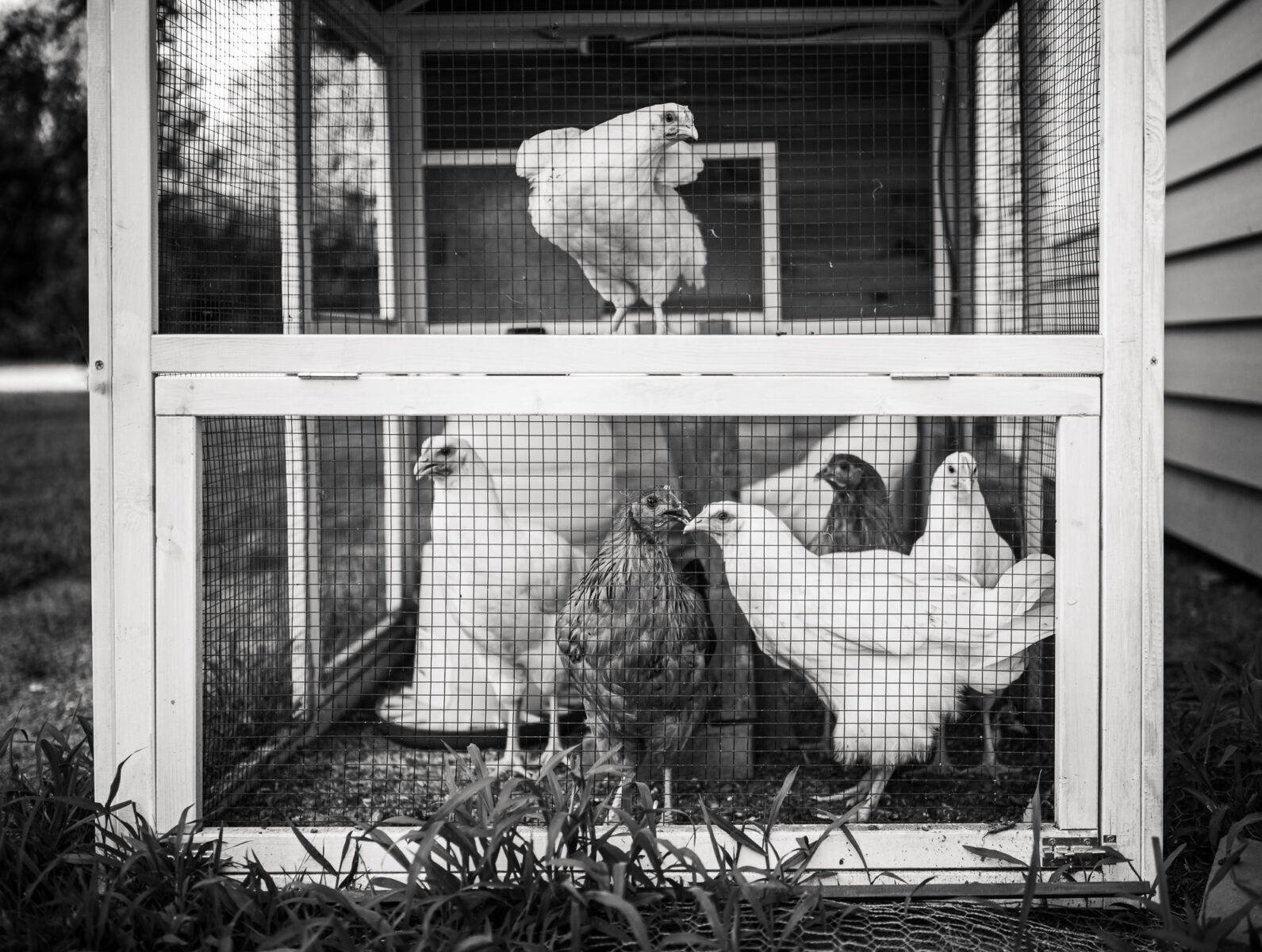 chickens in coop