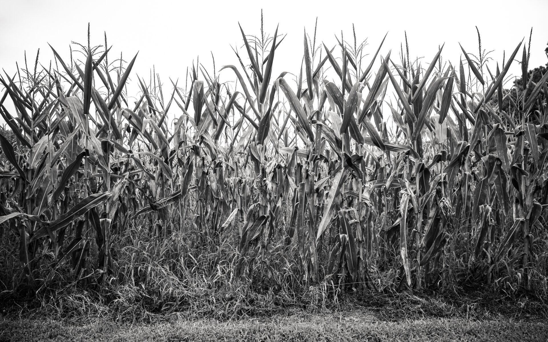corn field on Maryland's Eastern Shore