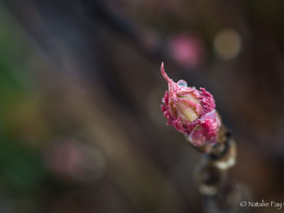 First Day of Spring