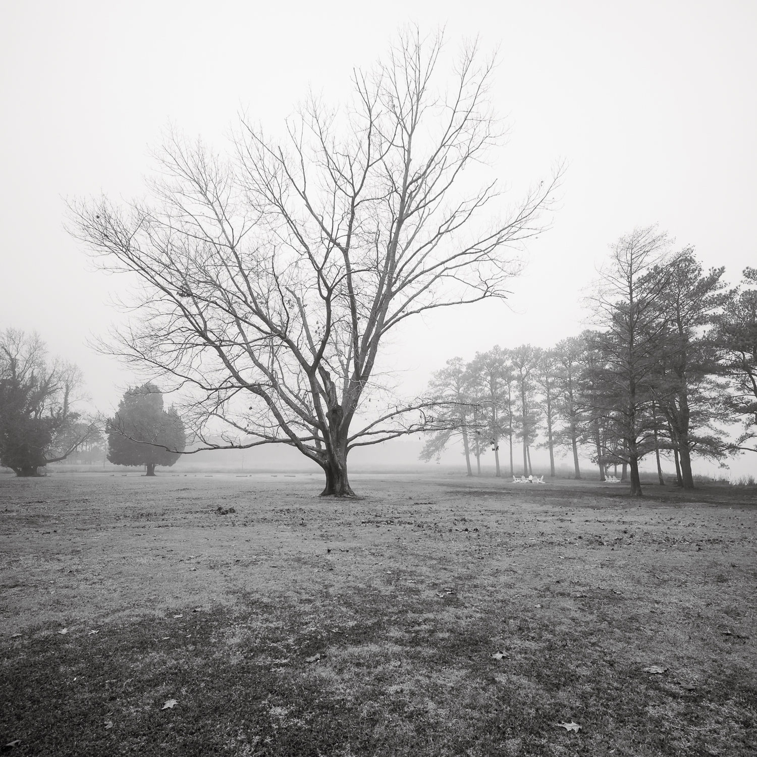 RiversEdge-18 tree in winter on maryland eastern shore