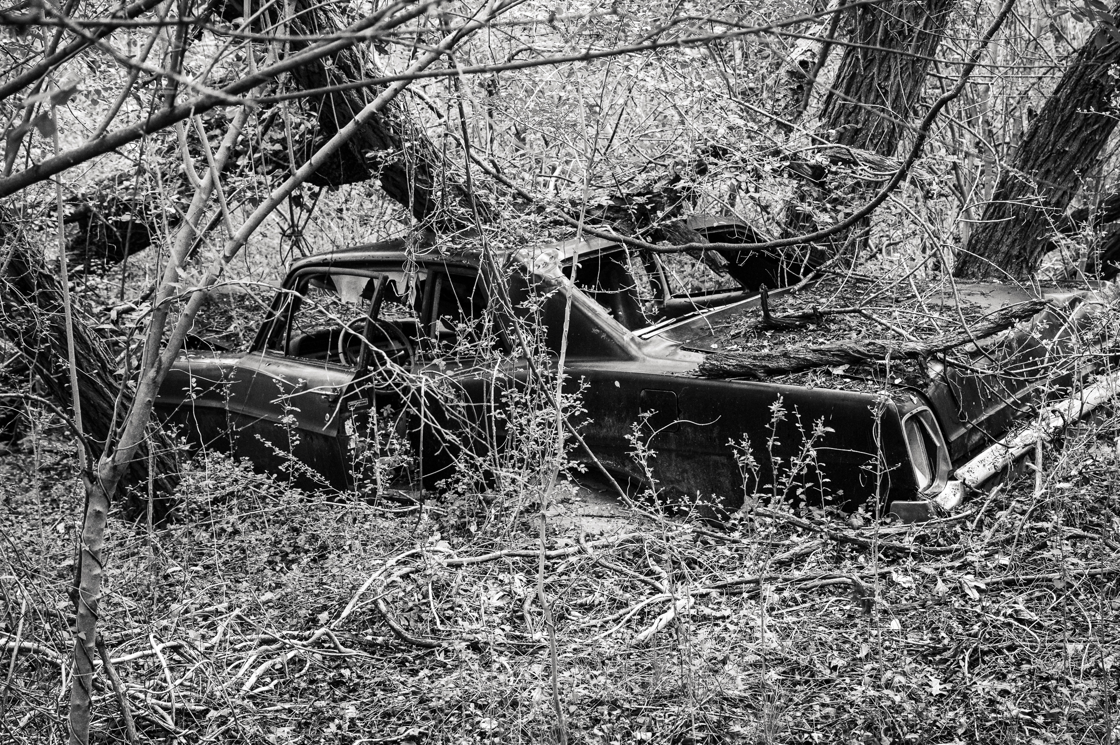 RiversEdge-5 car being claimed by the forest