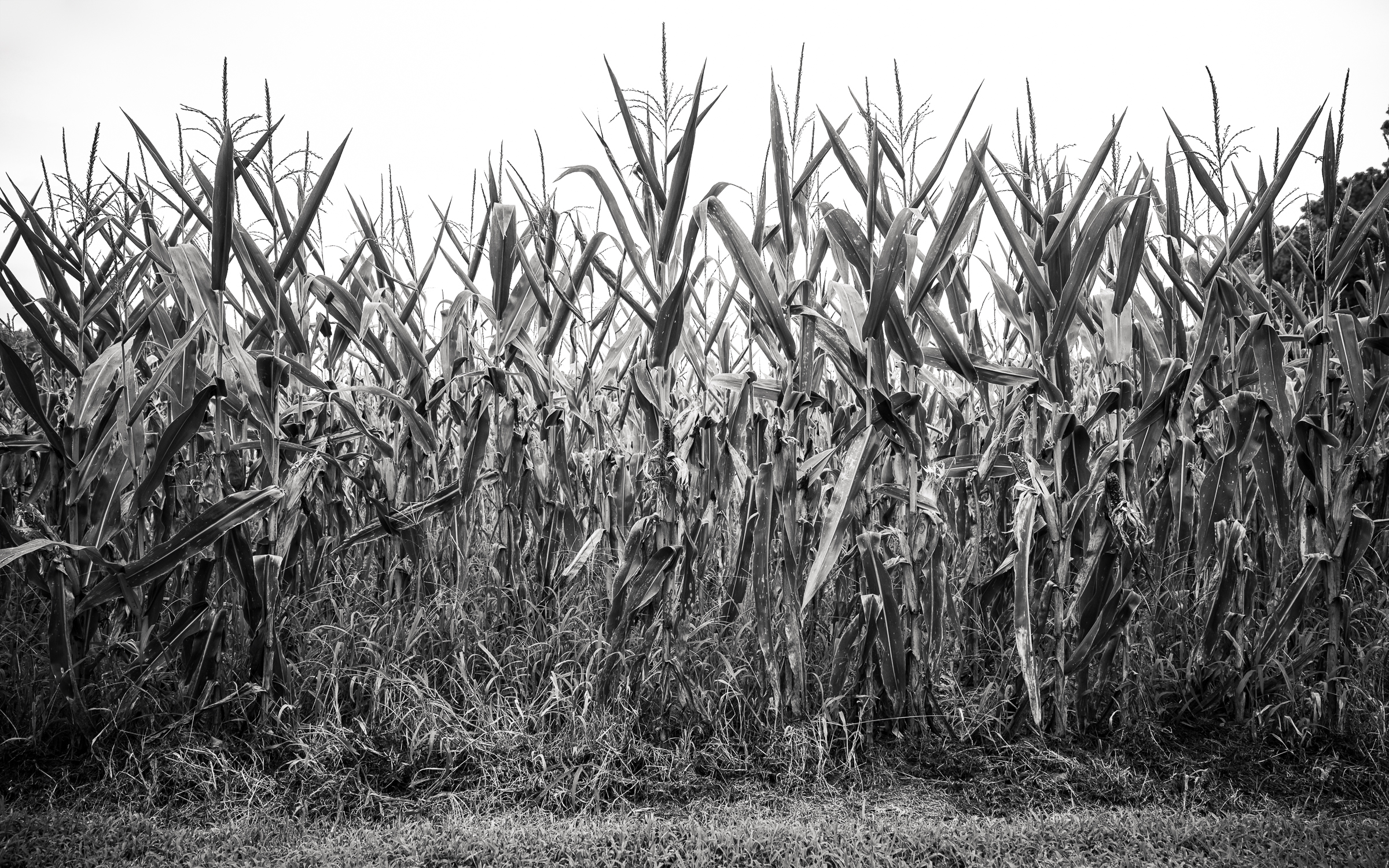 RiversEdge-9 corn field on Maryland's Eastern Shore